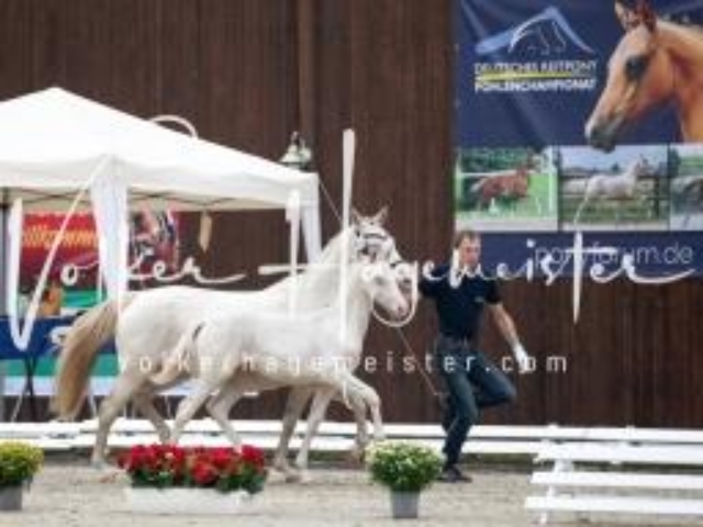 Deutsches Reitpony Fohlenchampionat 20