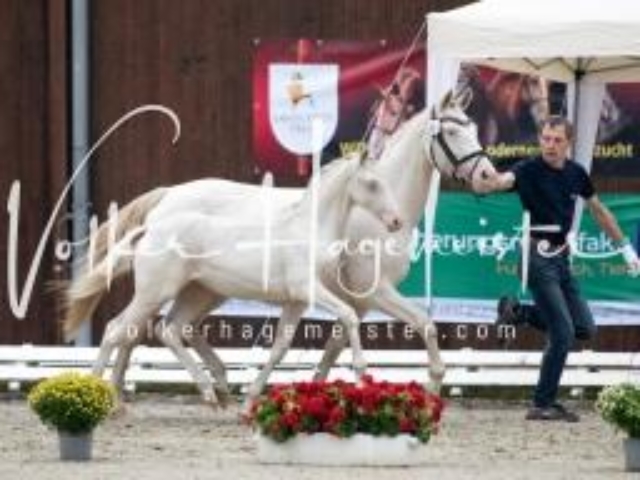 Deutsches Reitpony Fohlenchampionat 21