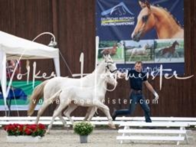 Deutsches Reitpony Fohlenchampionat 22