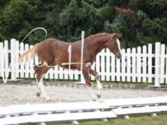 Deutsches Reitpony Fohlenchampionat 23