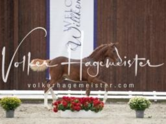 Deutsches Reitpony Fohlenchampionat 25