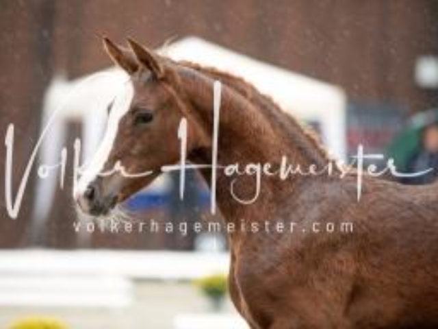 Deutsches Reitpony Fohlenchampionat 26