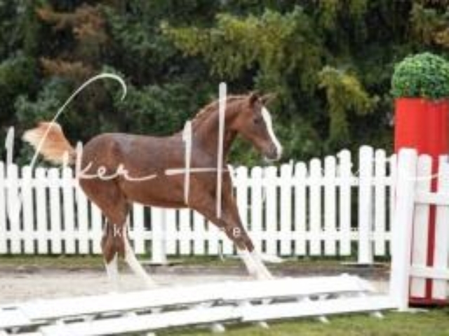 Deutsches Reitpony Fohlenchampionat 27