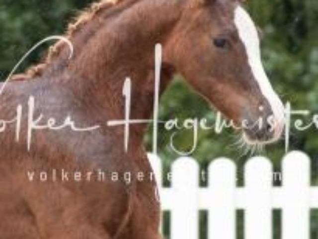 Deutsches Reitpony Fohlenchampionat 28