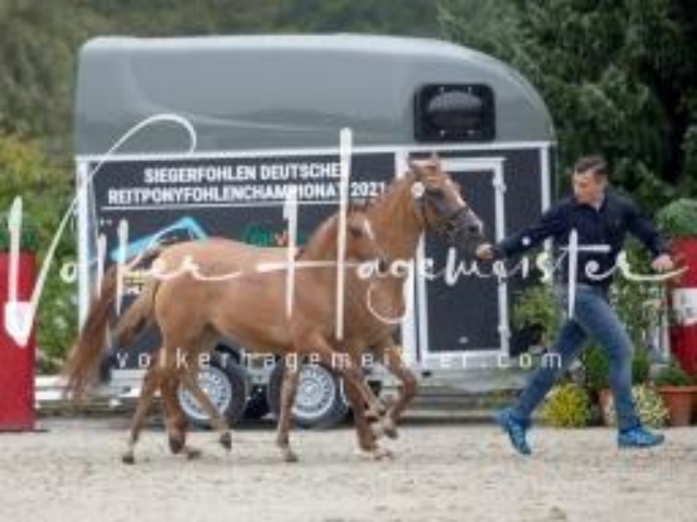 Deutsches Reitpony Fohlenchampionat 30