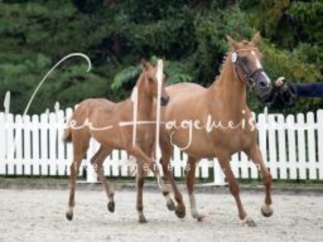 Deutsches Reitpony Fohlenchampionat 2