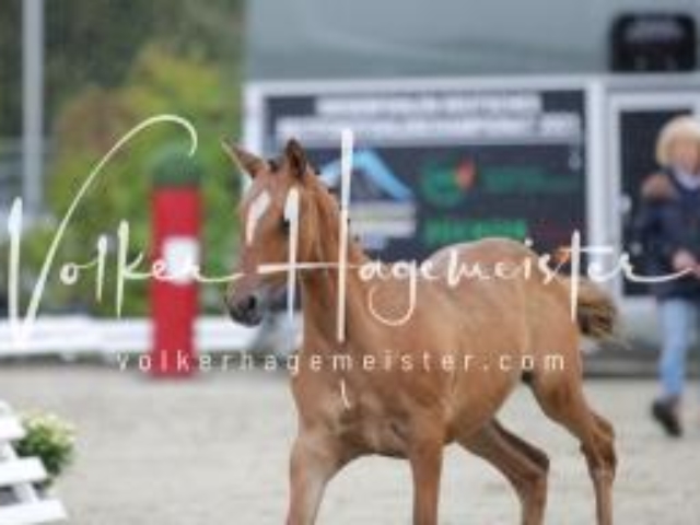 Deutsches Reitpony Fohlenchampionat 3