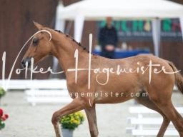 Deutsches Reitpony Fohlenchampionat 4