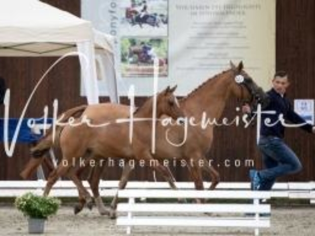 Deutsches Reitpony Fohlenchampionat 5
