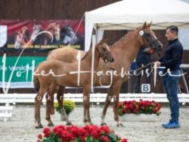Deutsches Reitpony Fohlenchampionat 6