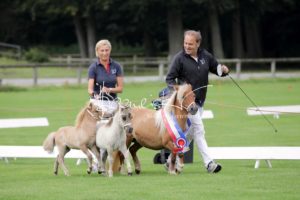 PSB Fohlenchampionat Sieger 11