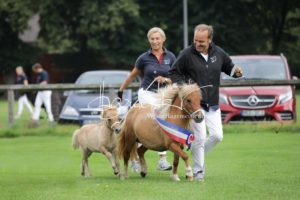PSB Fohlenchampionat Sieger 13