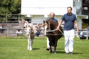 PSB Fohlenchampionat Sieger 14