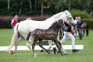 PSB Fohlenchampionat Sieger 16