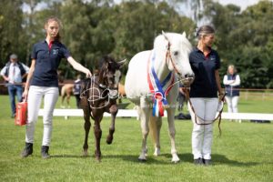 PSB Fohlenchampionat Sieger 17