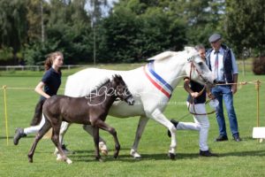 PSB Fohlenchampionat Sieger 18