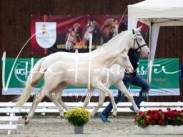 Deutsches Reitpony Fohlenchampionat 7