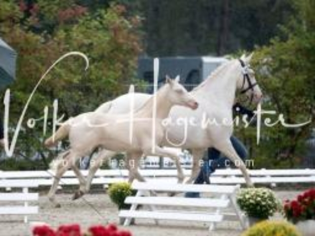 Deutsches Reitpony Fohlenchampionat 8