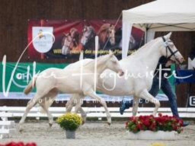 Deutsches Reitpony Fohlenchampionat 9