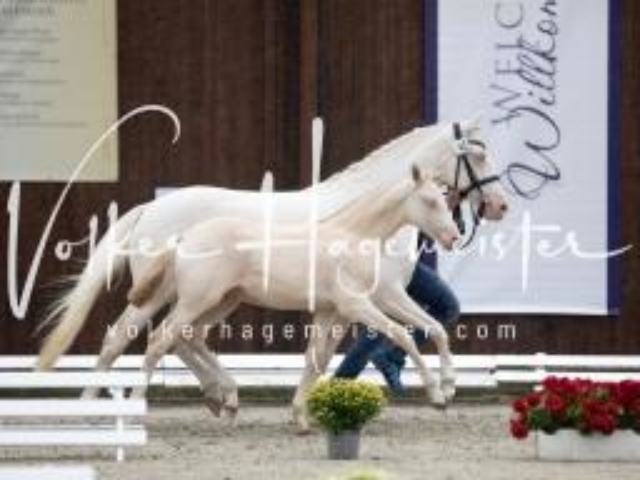 Deutsches Reitpony Fohlenchampionat 10
