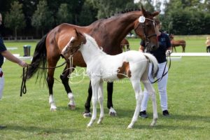 PSB Fohlenchampionat Sieger 19