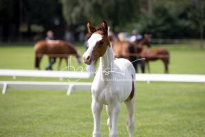 PSB Fohlenchampionat Sieger 20