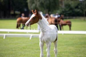 PSB Fohlenchampionat Sieger 21