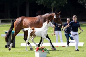 PSB Fohlenchampionat Sieger 22