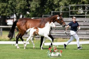 PSB Fohlenchampionat Sieger 23