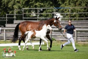 PSB Fohlenchampionat Sieger 24