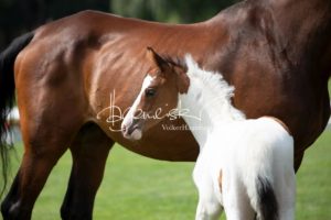 PSB Fohlenchampionat Sieger 25