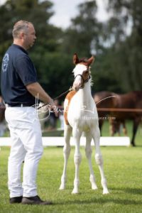 PSB Fohlenchampionat Sieger 26