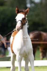 PSB Fohlenchampionat Sieger 27