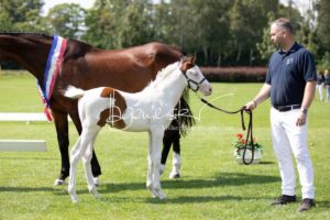 PSB Fohlenchampionat Sieger 28