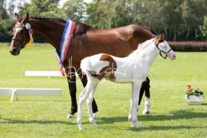 PSB Fohlenchampionat Sieger 29