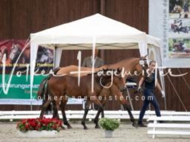 Deutsches Reitpony Fohlenchampionat 11