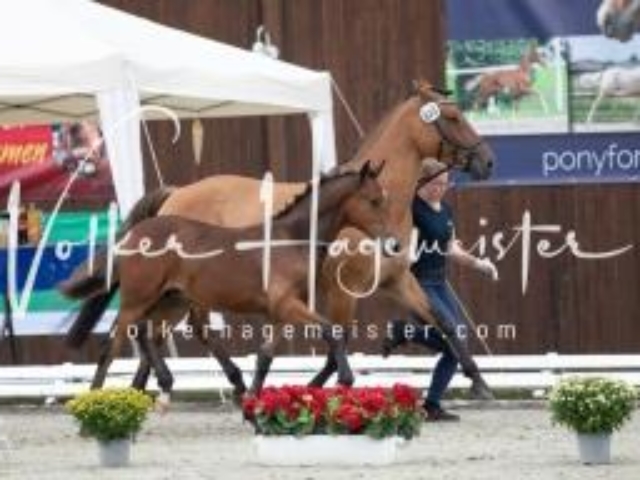 Deutsches Reitpony Fohlenchampionat 12