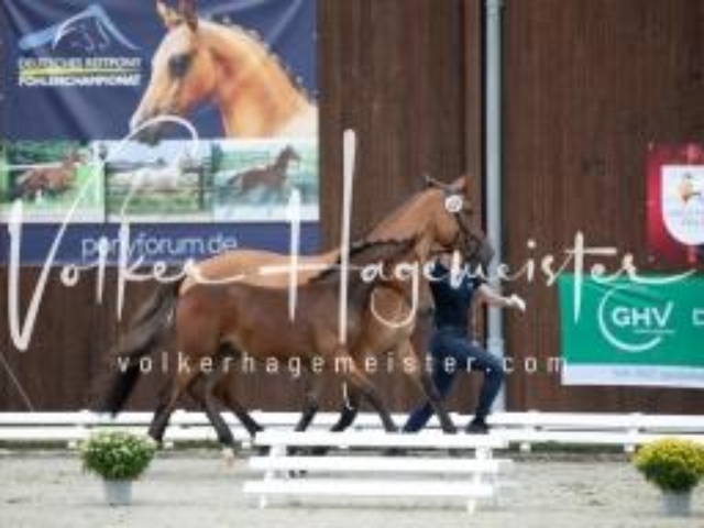 Deutsches Reitpony Fohlenchampionat 13