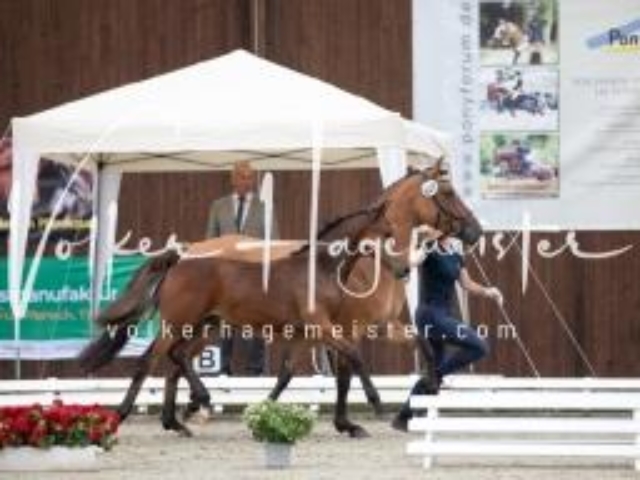 Deutsches Reitpony Fohlenchampionat 14