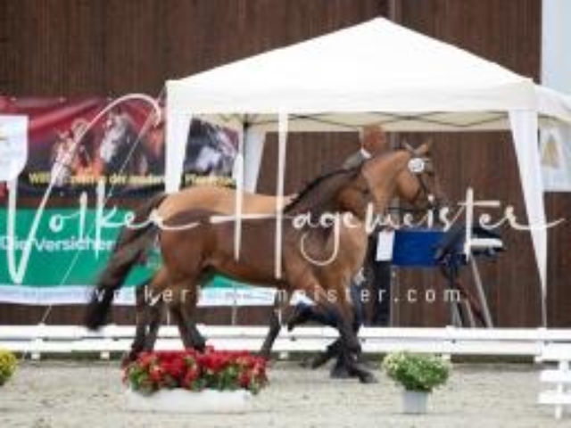 Deutsches Reitpony Fohlenchampionat 15