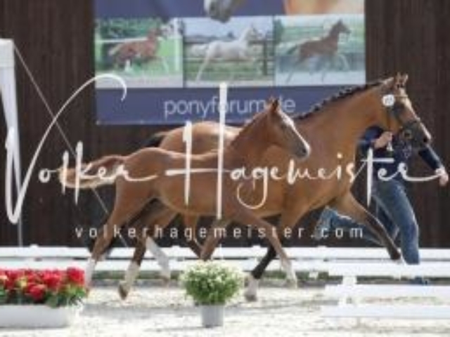 Deutsches Reitpony Fohlenchampionat 16