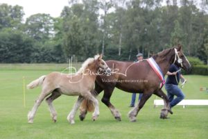 PSB Fohlenchampionat Sieger 30