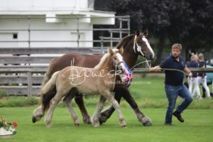 PSB Fohlenchampionat Sieger 1