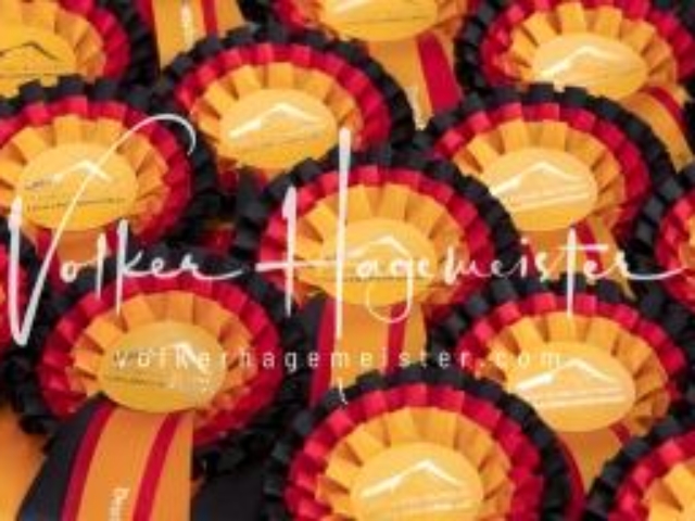 Deutsches Reitpony Fohlenchampionat 17