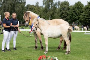 PSB Fohlenchampionat Sieger 2