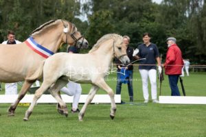 PSB Fohlenchampionat Sieger 3