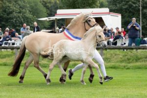 PSB Fohlenchampionat Sieger 4