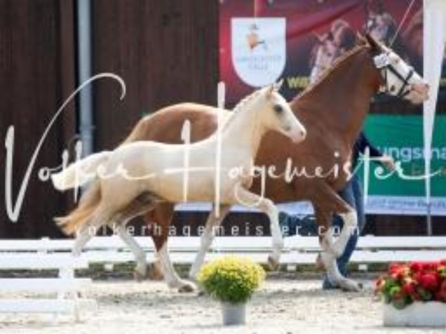 Deutsches Reitpony Fohlenchampionat 18