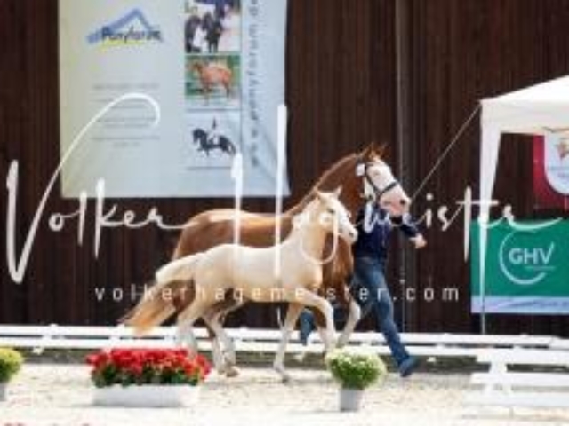 Deutsches Reitpony Fohlenchampionat 19