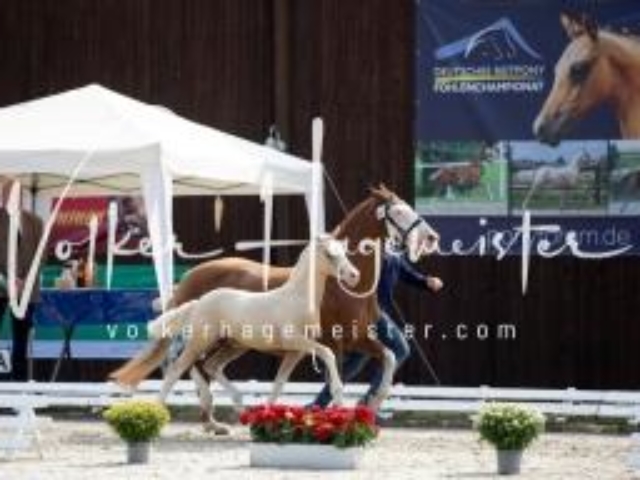 Deutsches Reitpony Fohlenchampionat 20
